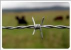 Traditional Twisted Barbed Wire 
